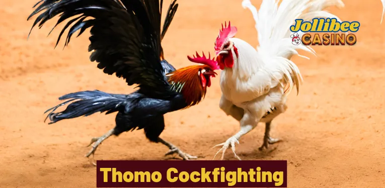 Thomo Cockfighting – Discover The Most Unique Betting Game of 2024