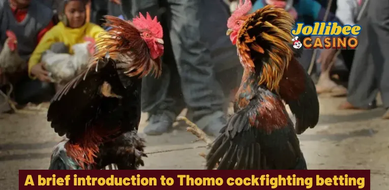 A brief introduction to Thomo cockfighting betting