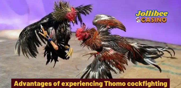 Advantages of experiencing Thomo cockfighting at Jollibee 777