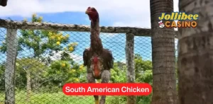 South American Chicken