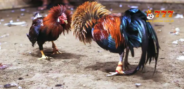 live C1 cockfighting