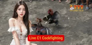 live C1 cockfighting