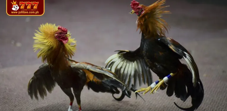 The reason why live cockfighting C3 attracts many participants