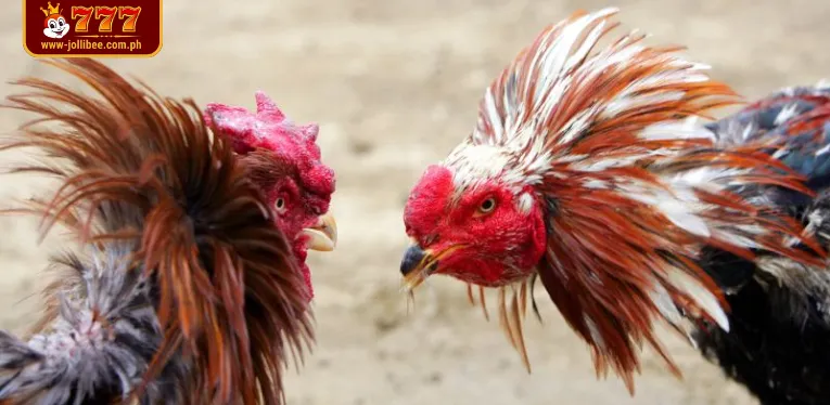 Live Cockfighting C3