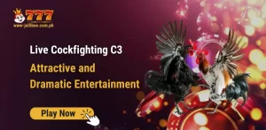 Live Cockfighting C3 – Attractive and Dramatic Entertainment